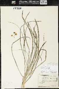 Zigadenus elegans subsp. glaucus image