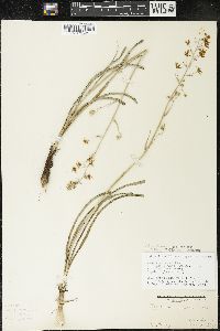 Zigadenus elegans subsp. glaucus image