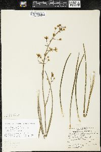 Zigadenus elegans subsp. glaucus image