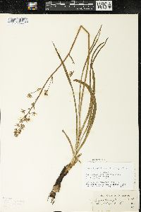 Zigadenus elegans subsp. glaucus image