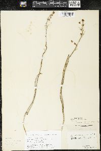 Zigadenus elegans subsp. glaucus image