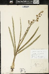 Zigadenus elegans subsp. glaucus image