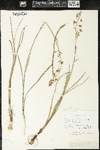 Zigadenus elegans subsp. glaucus image