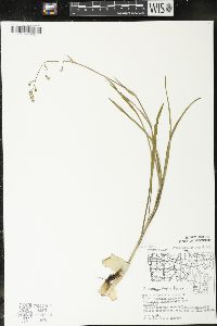 Zigadenus elegans subsp. glaucus image