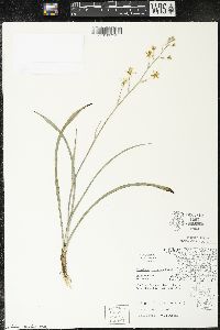 Zigadenus elegans subsp. glaucus image