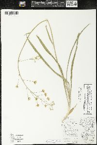 Zigadenus elegans subsp. glaucus image