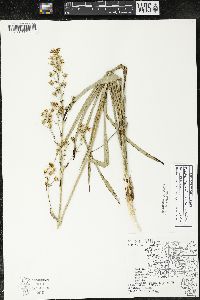 Zigadenus elegans subsp. glaucus image