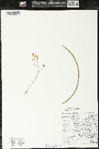 Zigadenus elegans subsp. glaucus image