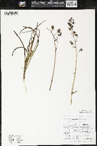 Zigadenus elegans subsp. glaucus image