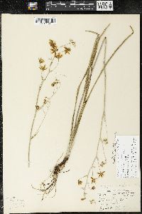 Zigadenus elegans subsp. glaucus image