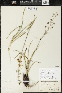 Zigadenus elegans subsp. glaucus image