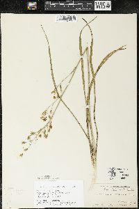 Zigadenus elegans subsp. glaucus image