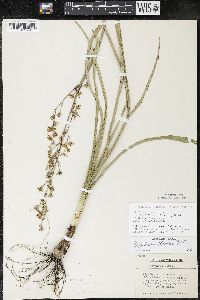 Zigadenus elegans subsp. glaucus image