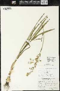 Zigadenus elegans subsp. glaucus image