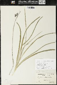 Zigadenus elegans subsp. glaucus image