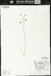 Zigadenus elegans subsp. glaucus image