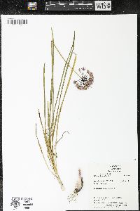 Allium cernuum image