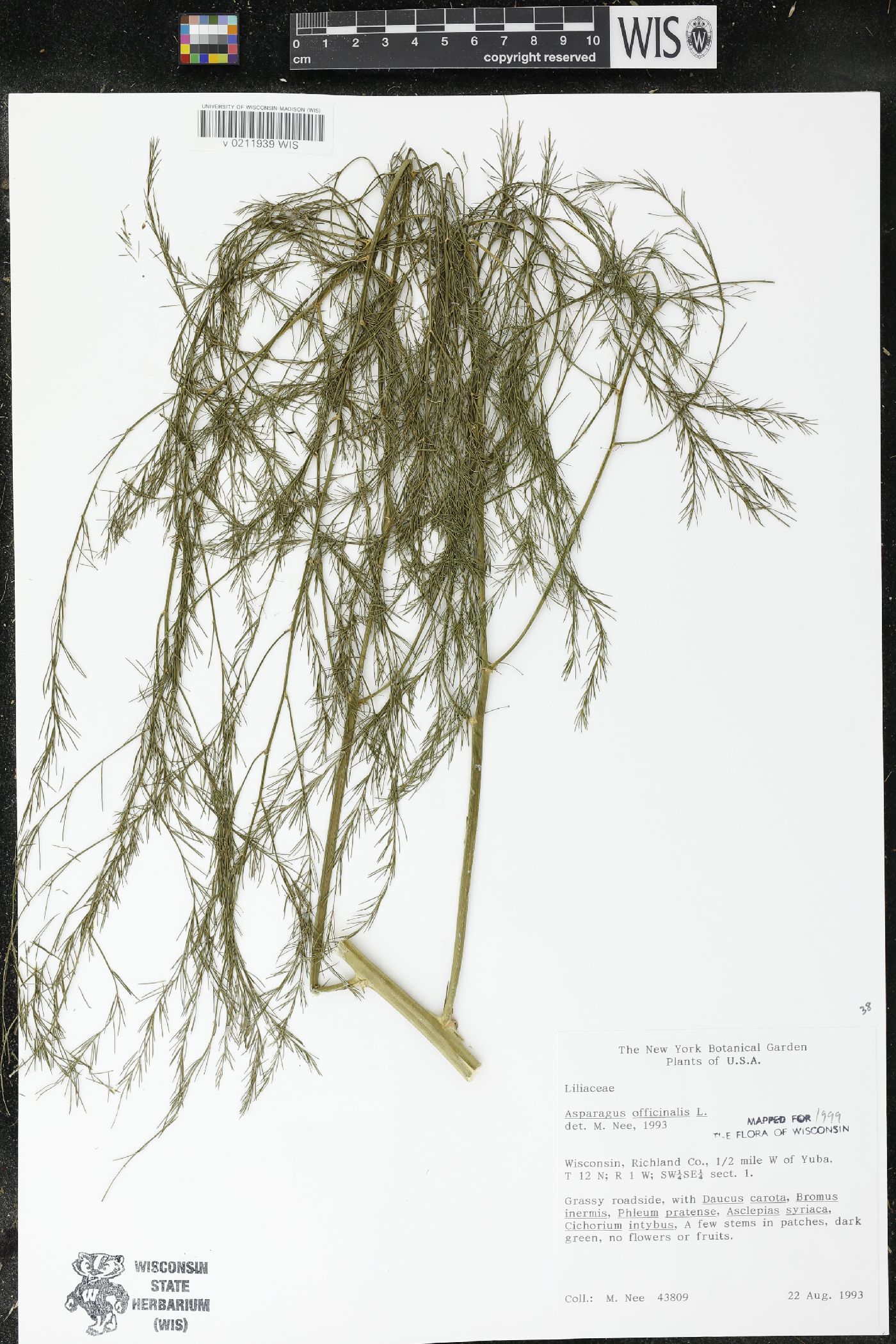 Asparagus officinalis image