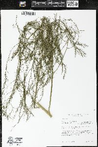 Asparagus officinalis image