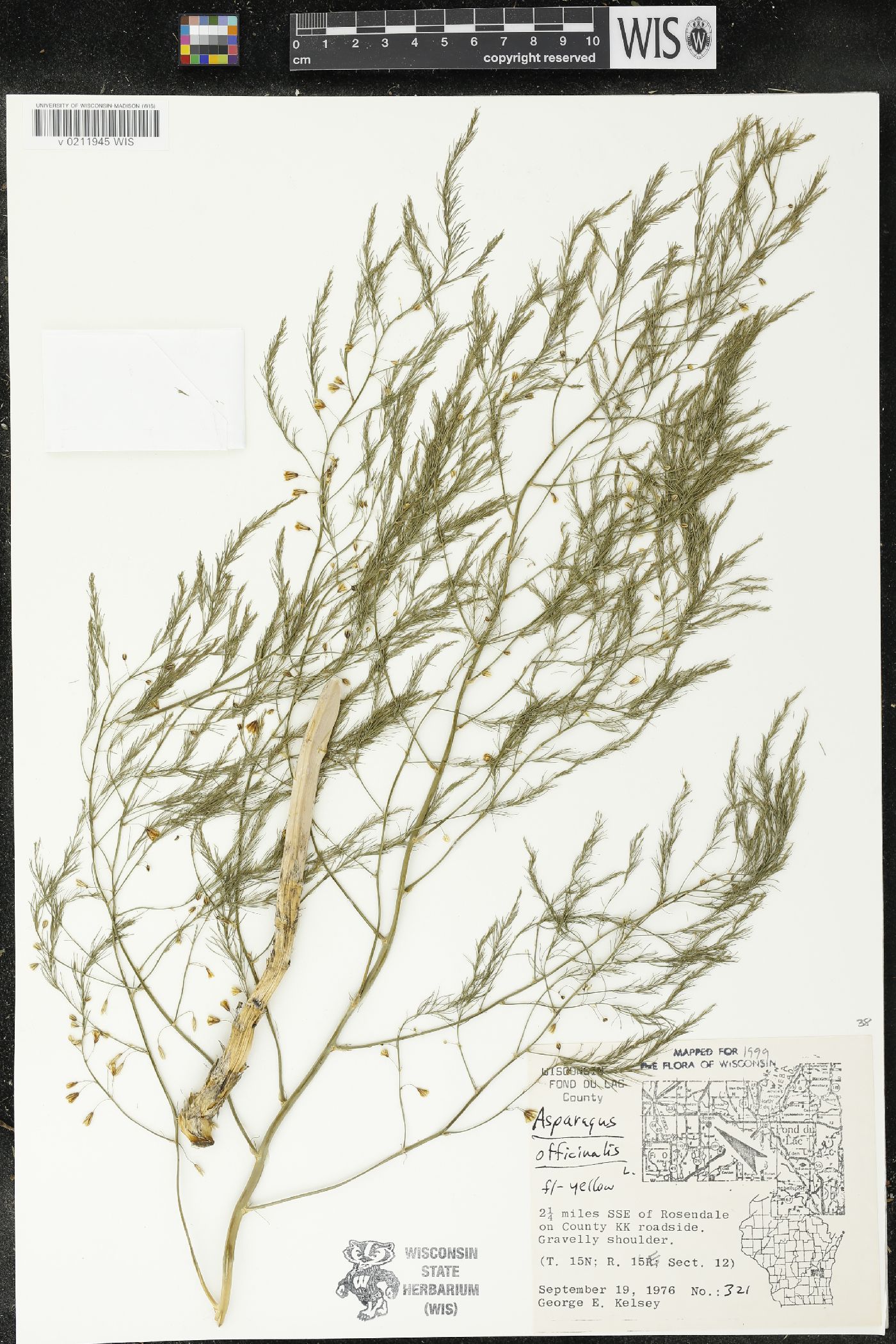 Asparagus officinalis image