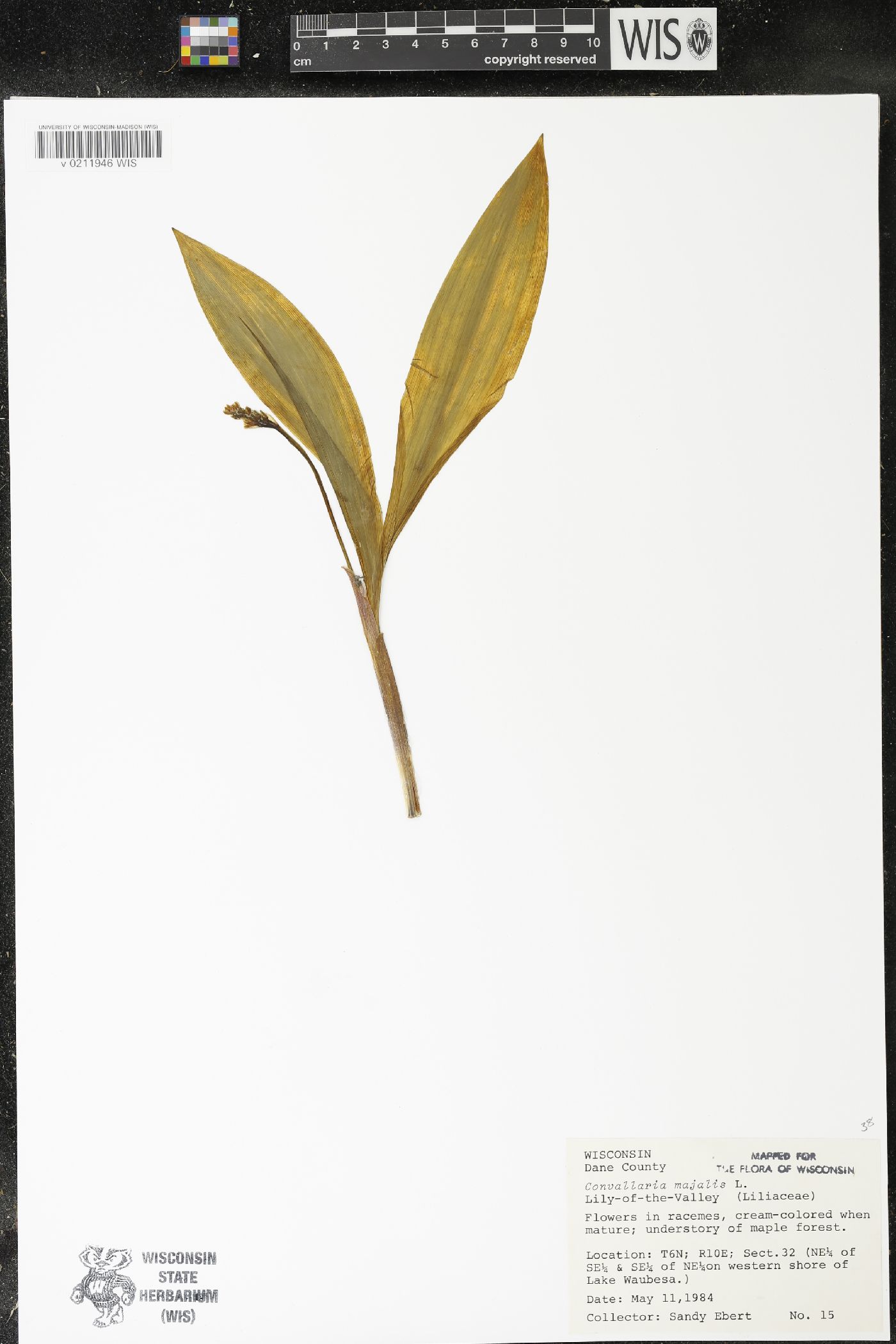 Convallaria majalis var. majalis image