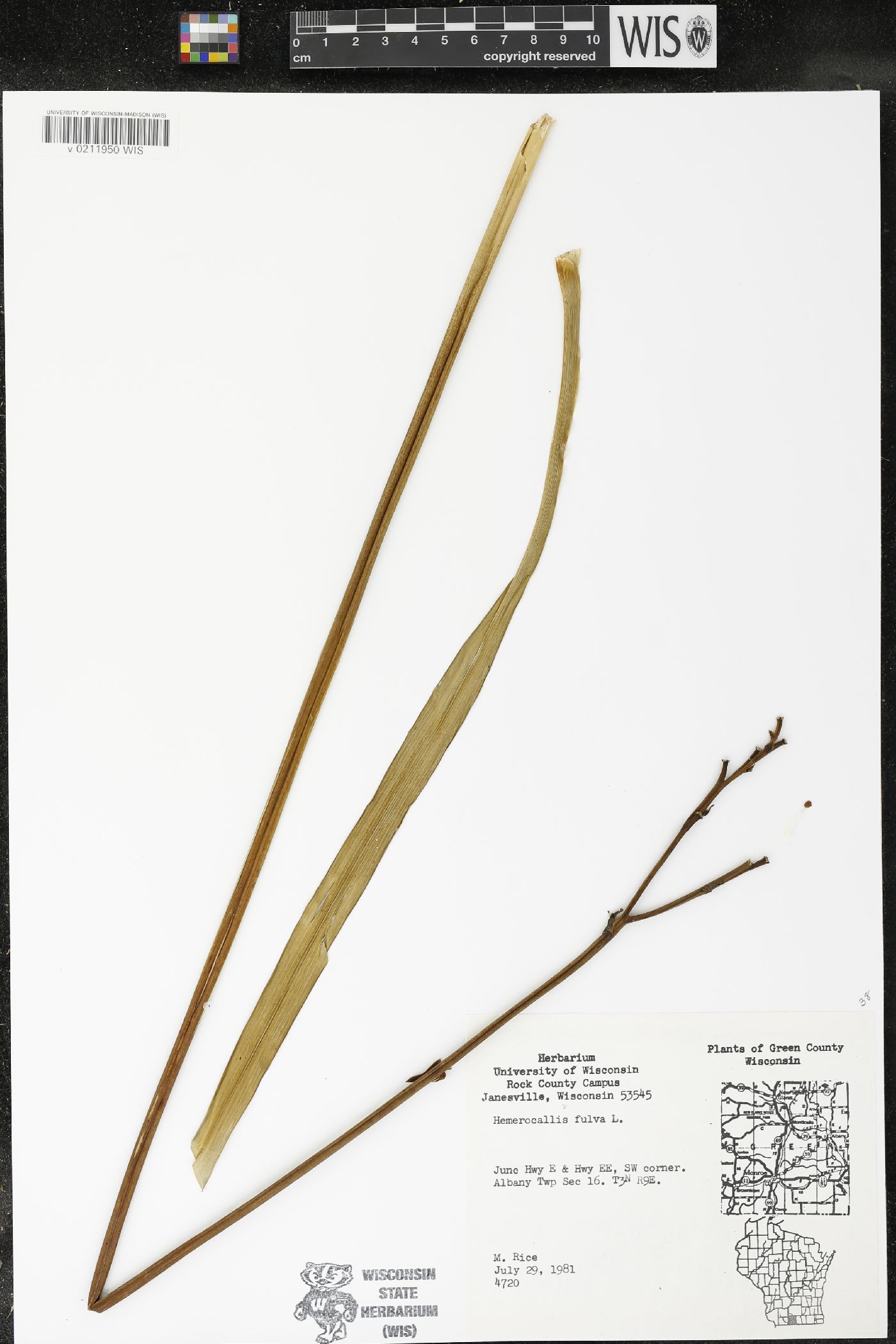 Hemerocallis fulva image
