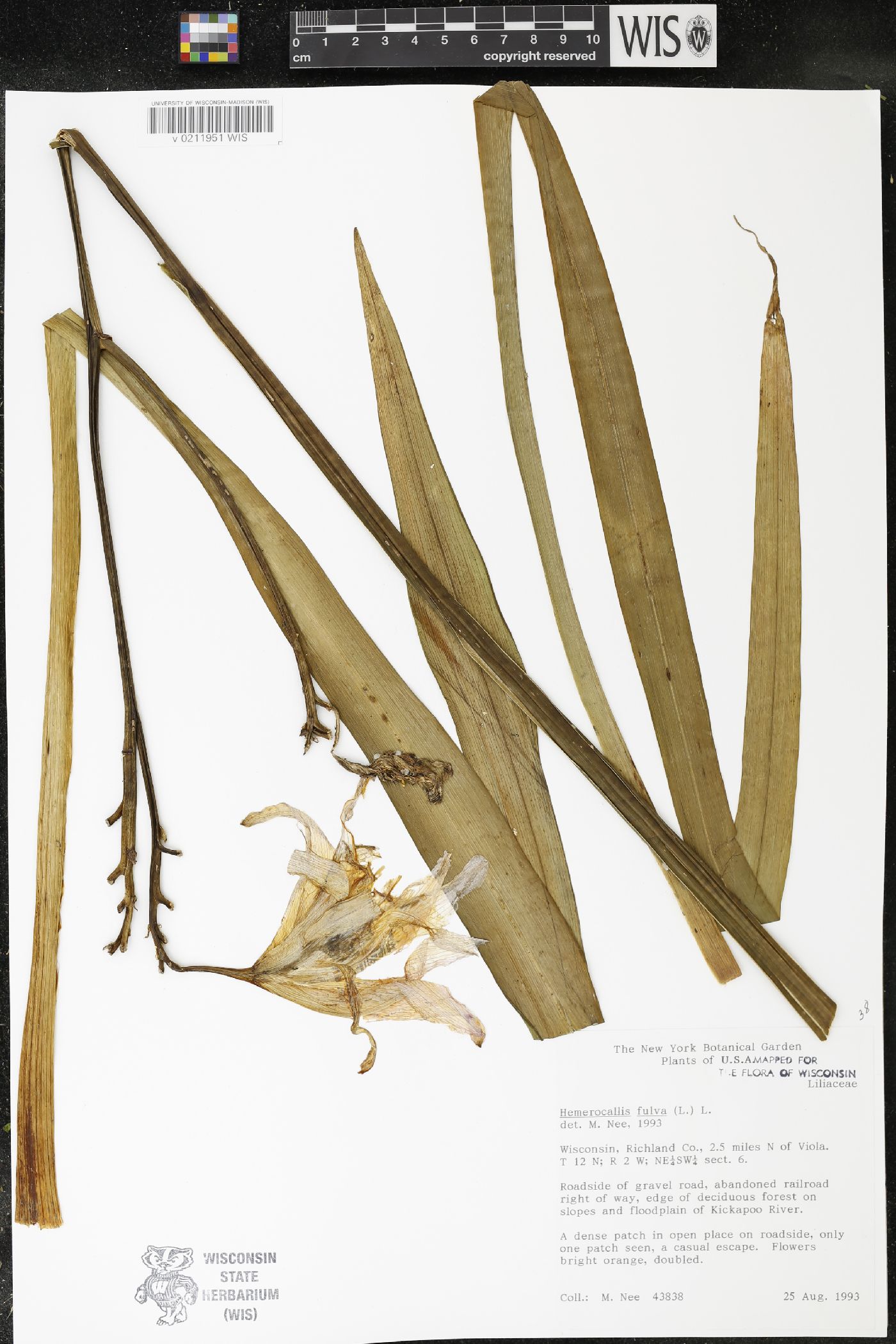 Hemerocallis fulva image