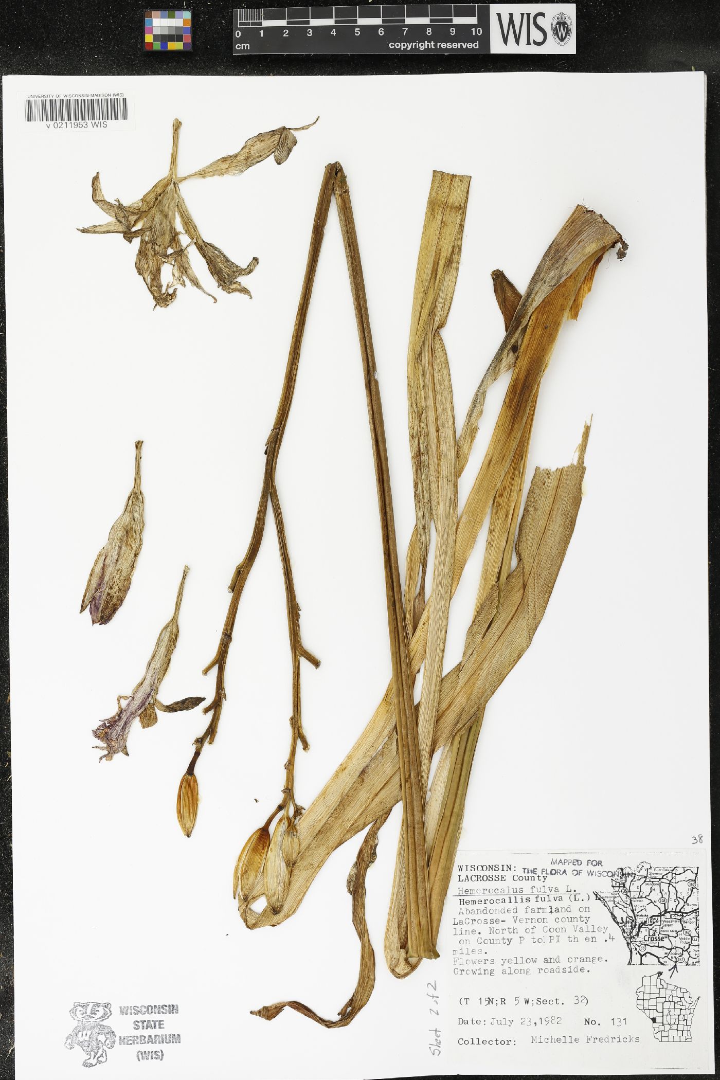 Hemerocallis fulva image