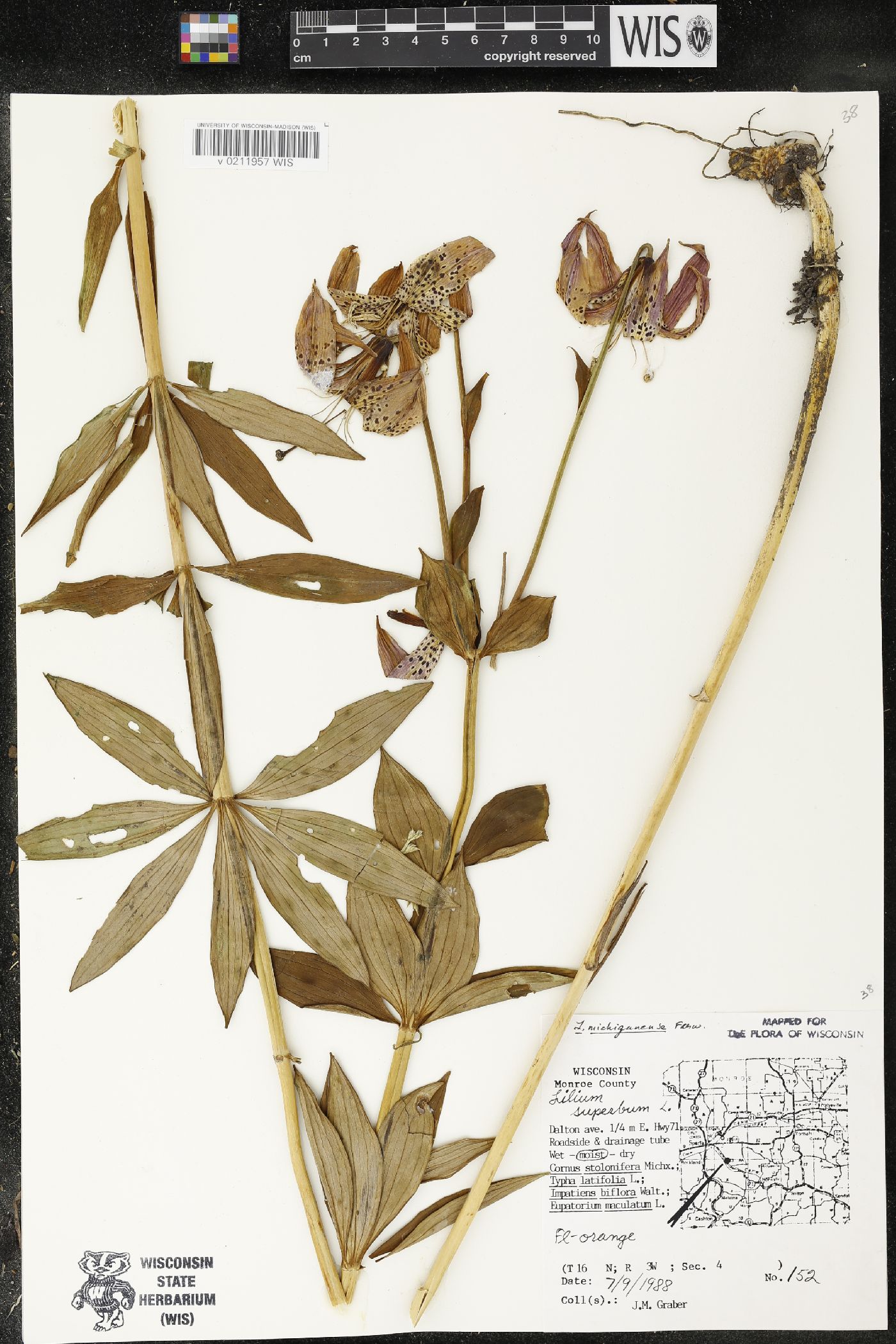 Lilium michiganense image