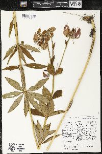 Lilium michiganense image