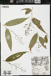 Maianthemum racemosum subsp. racemosum image