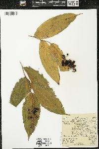 Maianthemum racemosum subsp. racemosum image