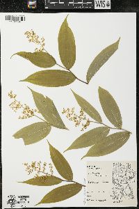 Maianthemum racemosum subsp. racemosum image