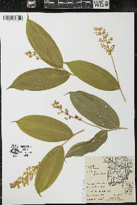 Maianthemum racemosum subsp. racemosum image