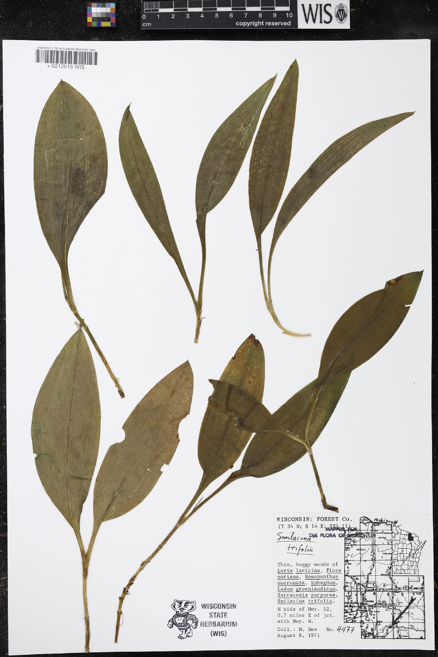 Maianthemum trifolium image