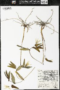 Uvularia grandiflora image