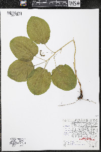 Smilax ecirrhata image