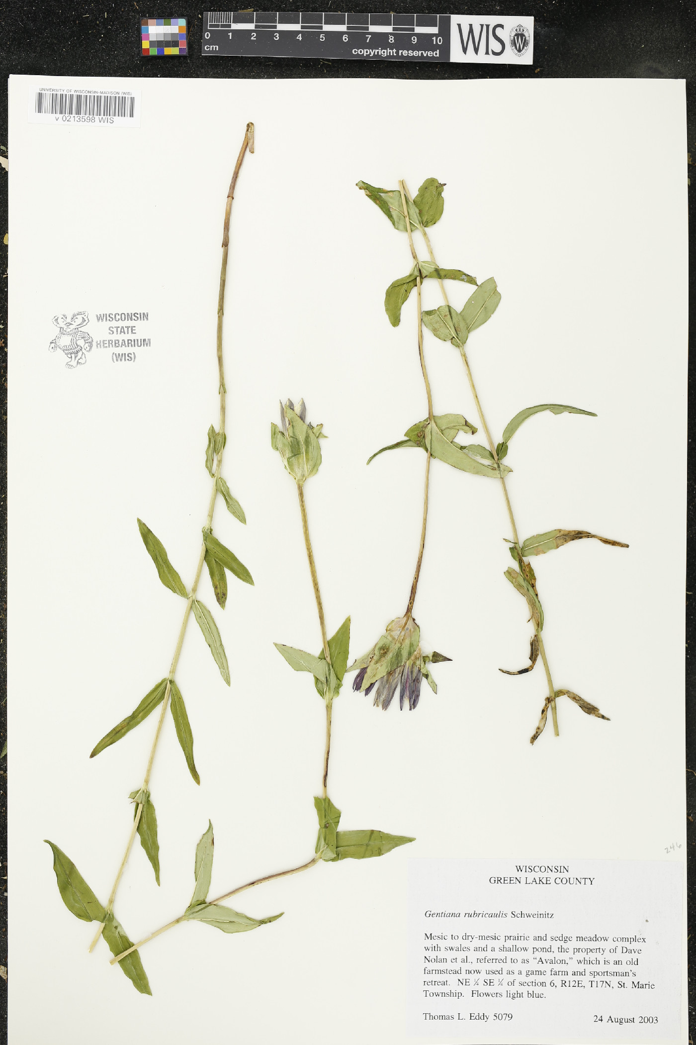 Gentiana rubricaulis image