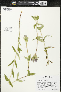 Gentiana rubricaulis image