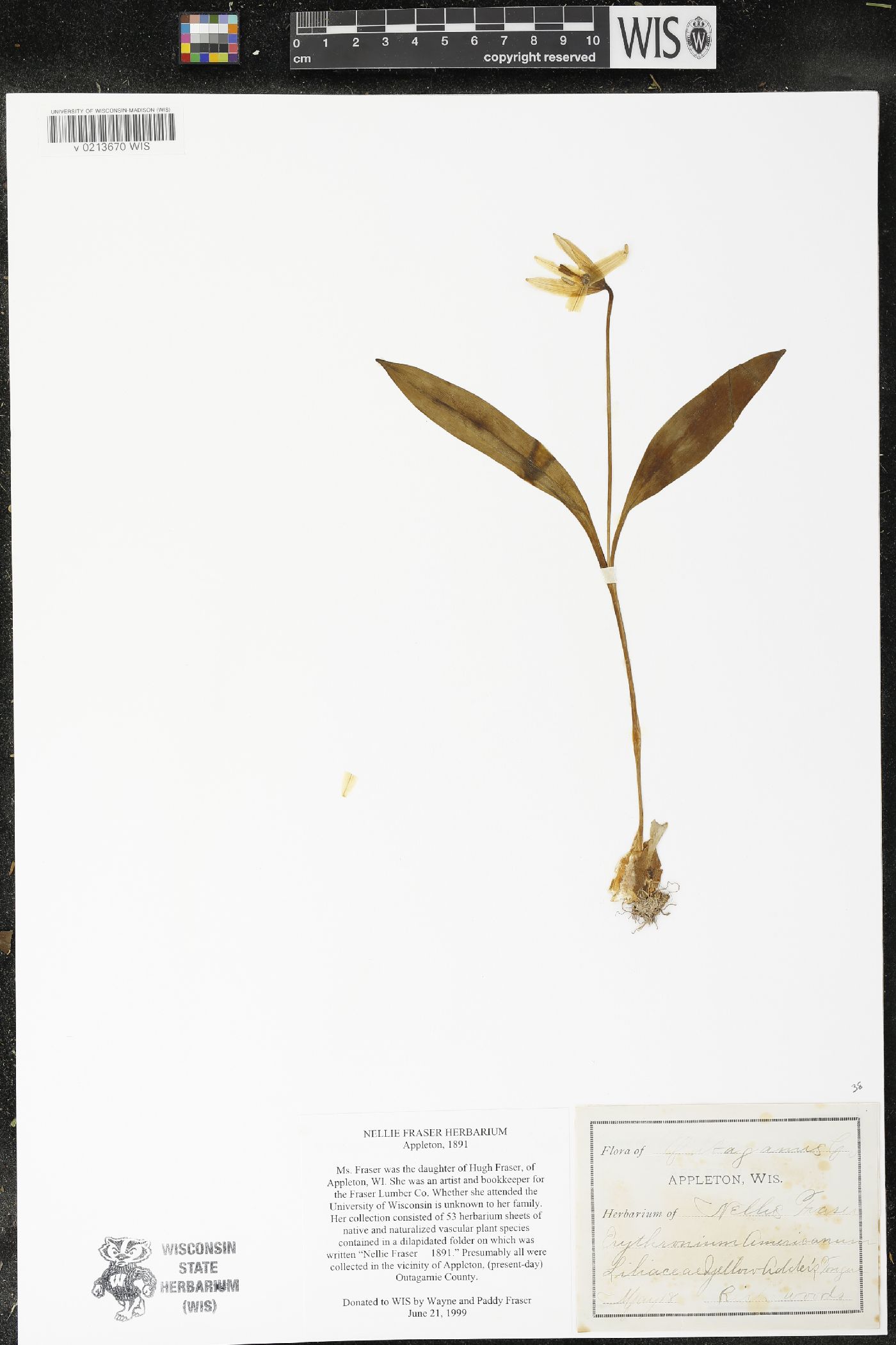 Erythronium americanum image