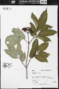 Sambucus racemosa subsp. racemosa image