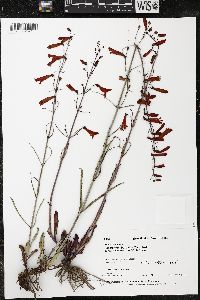 Penstemon barbatus image