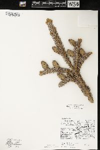 Picea mariana image