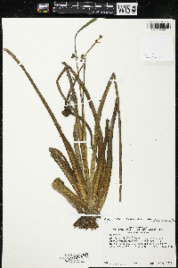 Sagittaria rigida image