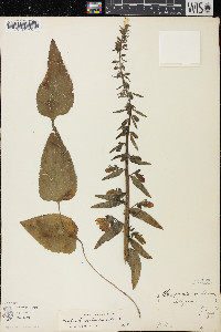 Campanula rapunculoides image