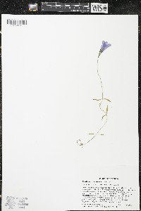 Gentianopsis virgata subsp. virgata image