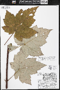 Acer rubrum var. rubrum image