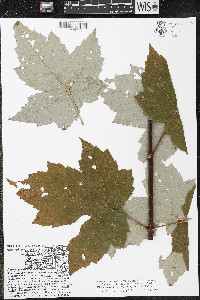 Acer rubrum var. rubrum image