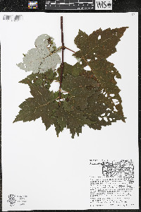 Acer rubrum var. rubrum image