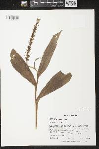 Platanthera flava var. herbiola image